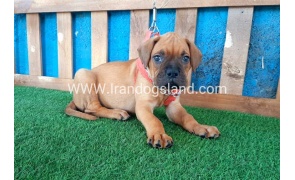 --boxer-6_11