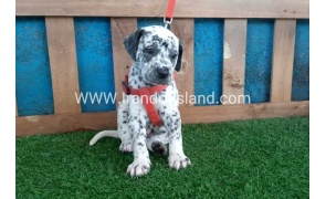 --dalmation-100_11_1024089532