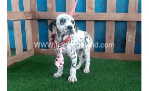 --dalmation-108_3