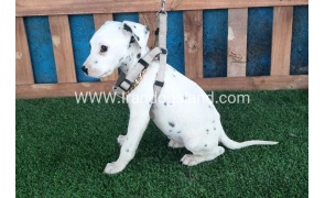 --dalmation-109_10