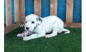--dalmation-110_9