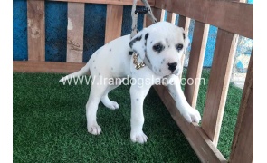 --dalmation-111_1
