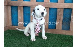 --dalmation-113_2