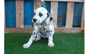 --dalmation-120_5