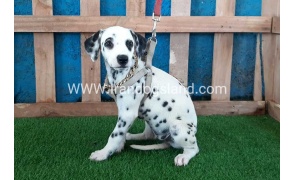 --dalmation-121_1