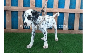 --dalmation-122_6