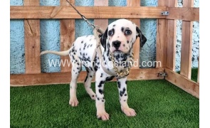 --dalmation-125_9