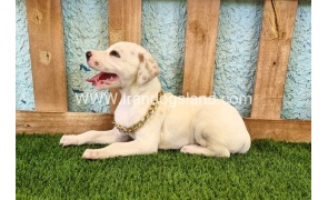--dalmation-134_5_832435538