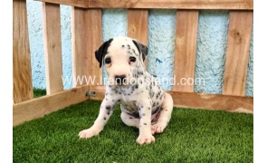 --dalmation-137_1
