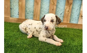 --dalmation-139_9