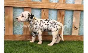 --dalmation-140_6