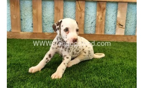 --dalmation-141_5