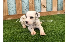 --dalmation-142_3