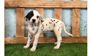 --dalmation-143_2