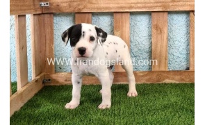 --dalmation-144_7