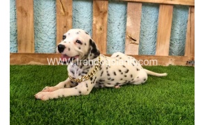 --dalmation-145_2