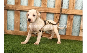 --dalmation-147_13