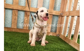 --dalmation-148_8