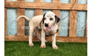 --dalmation-149_1