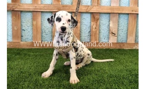 --dalmation-150_9
