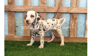--dalmation-151_5