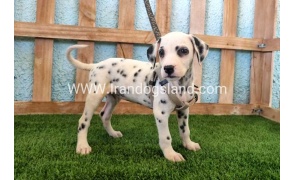 --dalmation-152_8