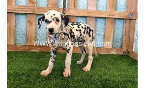 --dalmation-153_5
