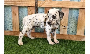 --dalmation-154_3