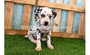 --dalmation-155_5