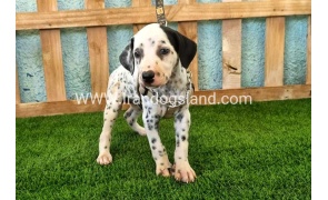 --dalmation-156_12