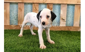 --dalmation-157_11