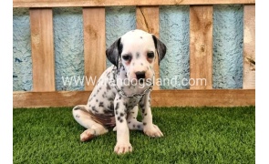 --dalmation-158_3