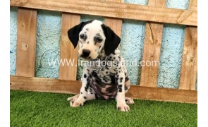 --dalmation-160_5