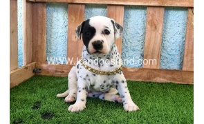 --dalmation-161_1