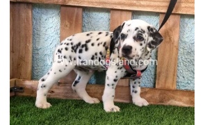 --dalmation-163_8