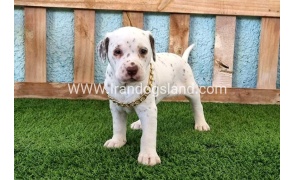 --dalmation-164_4