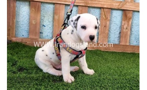 --dalmation-165_6