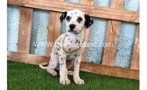 --dalmation-168_1