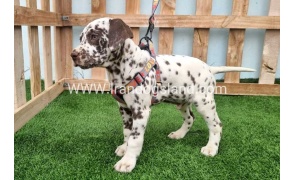 --dalmation-177_7