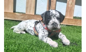 --dalmation-179_4