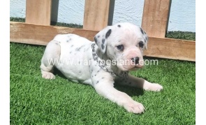 --dalmation-180_3
