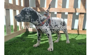 --dalmation-184_1