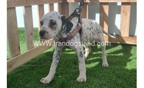 --dalmation-185_5