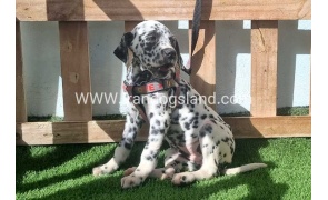 --dalmation-186_1