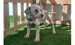 --dalmation-187_9