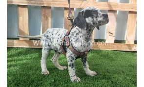 --dalmation-188_10