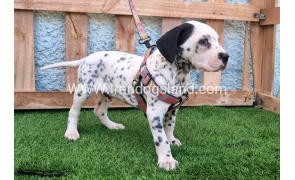 --dalmation-192_5
