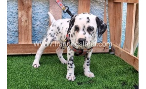 --dalmation-193_2