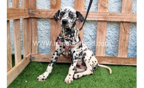 --dalmation-194_1