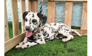 --dalmation-196_9